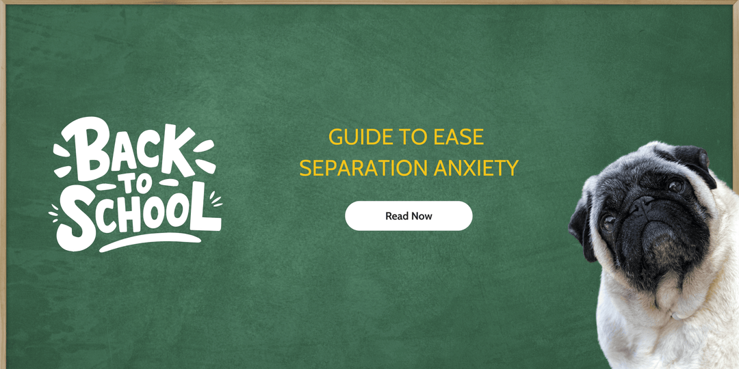 Back-to-School Dog Guide: Ease Separation Anxiety