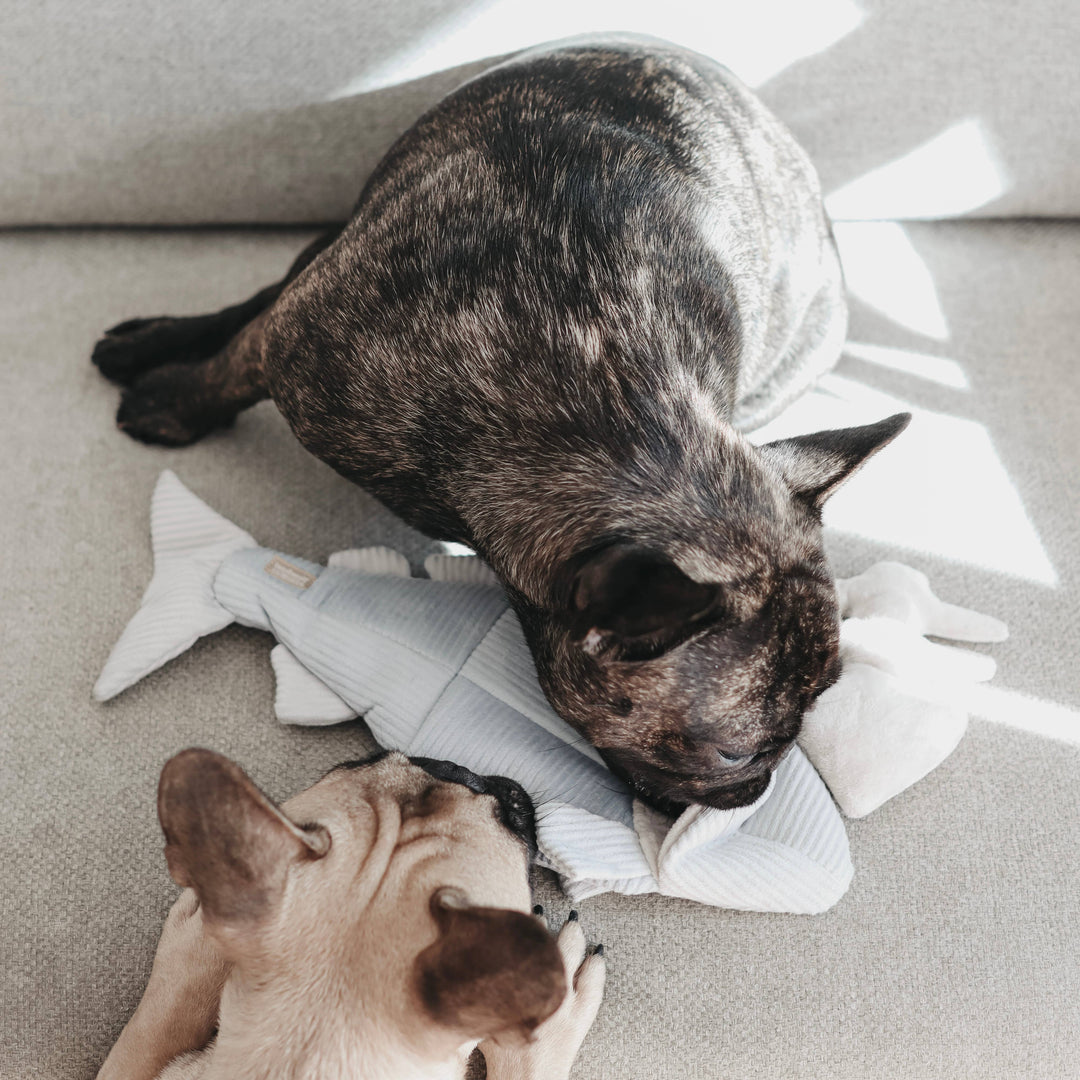 Trout Enrichment Dog Toy