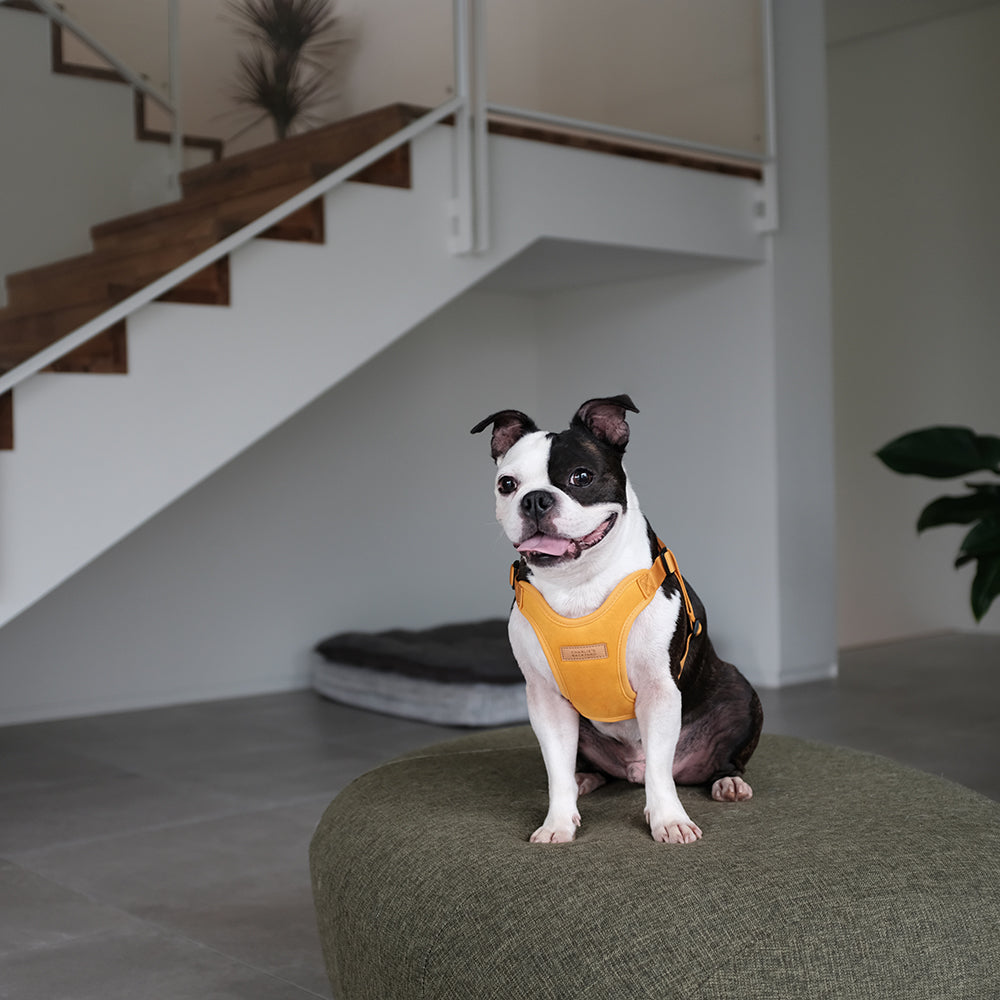 Comfort Harness