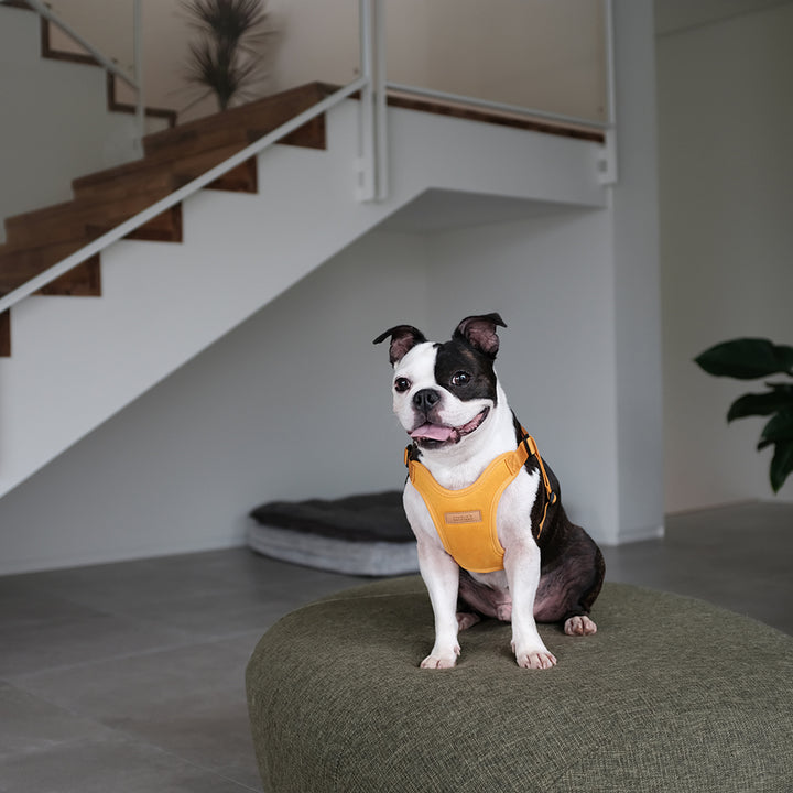 Comfort Harness