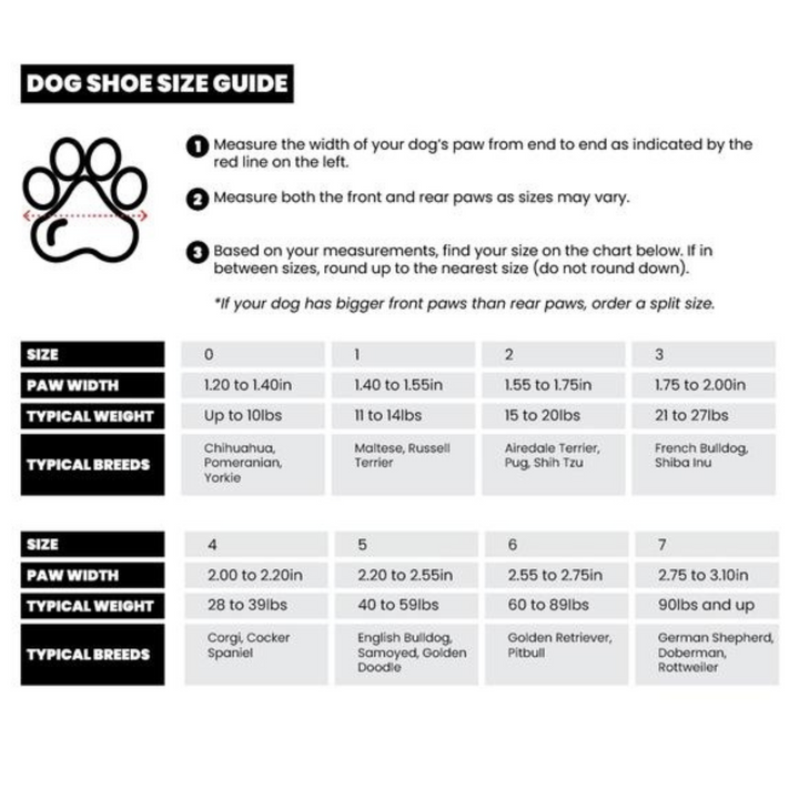 Dog Sneakers: Caesar 1