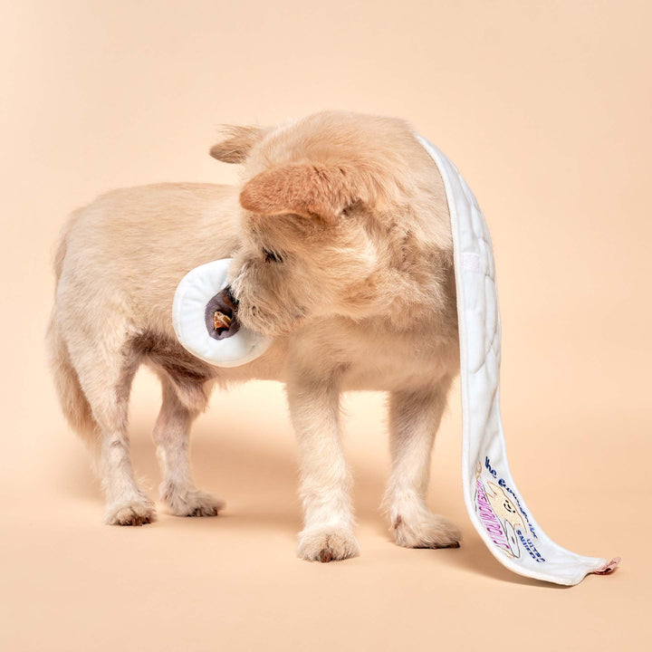 Toilet Paper Enrichment Dog Toy