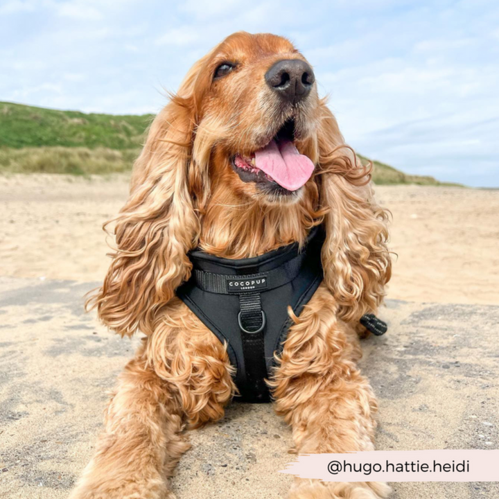 Adjustable Neck Harness