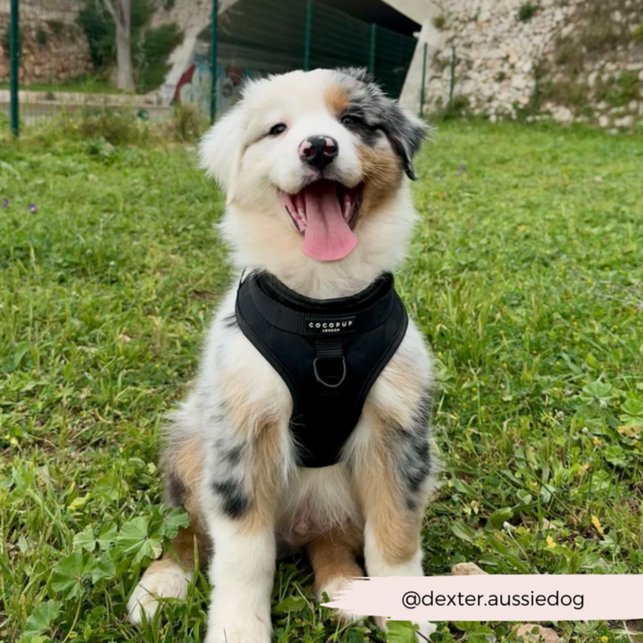 Adjustable Neck Harness