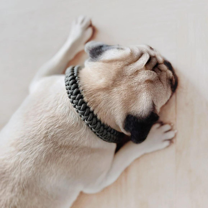 New Jupiter Dog Collar