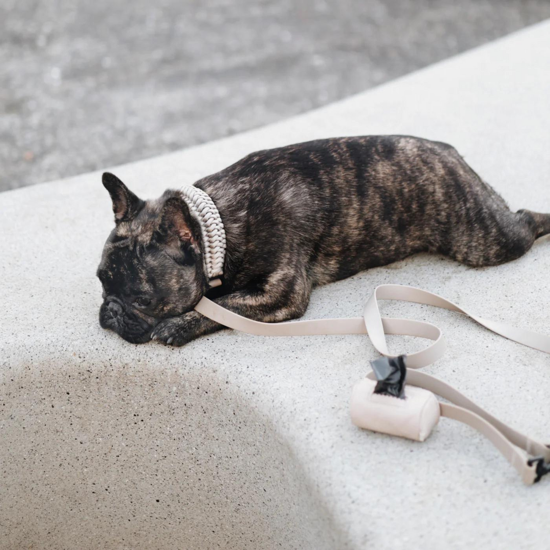 New Jupiter Dog Collar