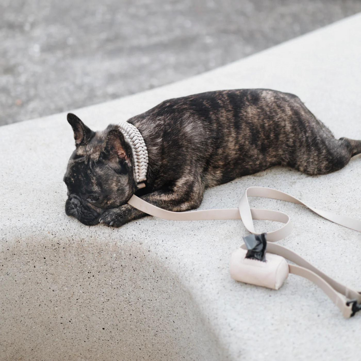 New Jupiter Dog Collar