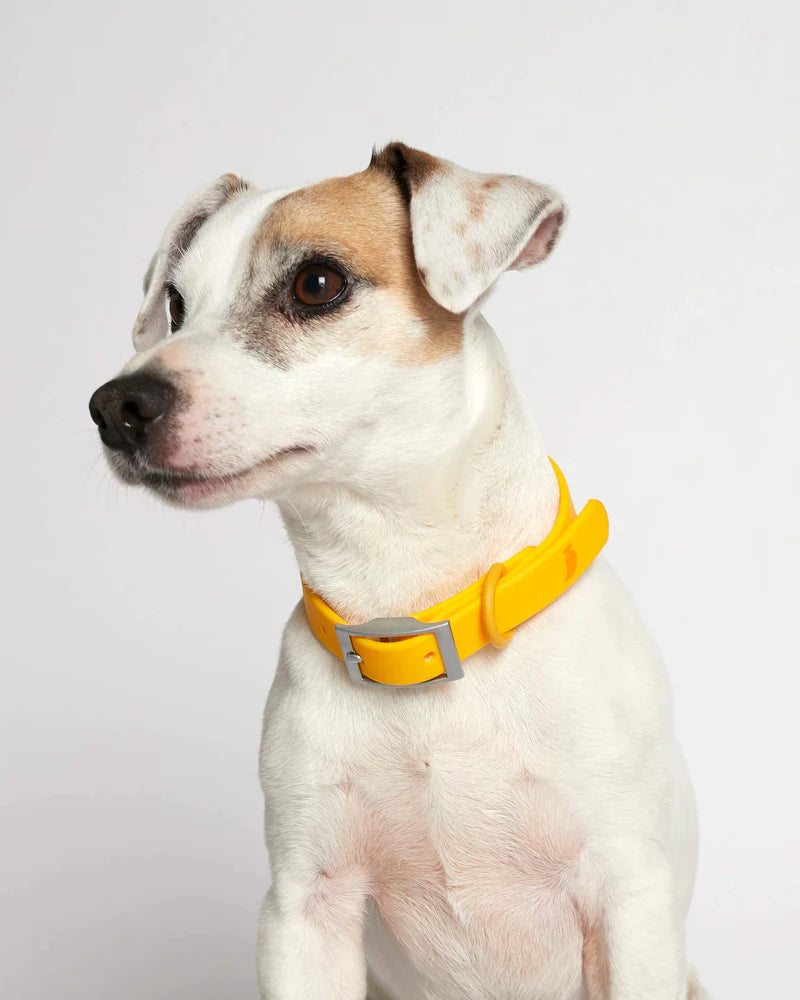 Rose Collar