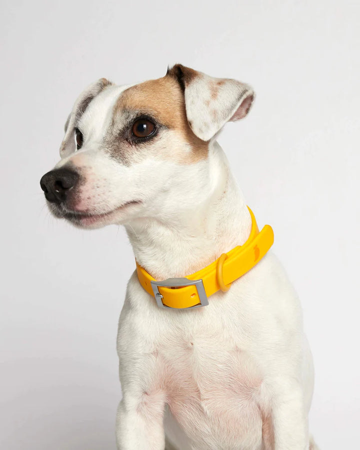 Rose Collar
