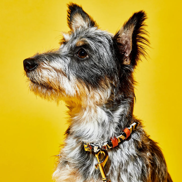 Zebra Pattern Collar