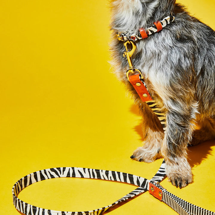 Zebra Pattern Collar