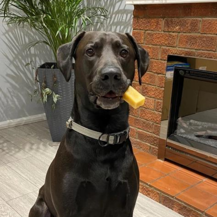 Yak Chews, 100% Natural Dog Treats with Turmeric Favour