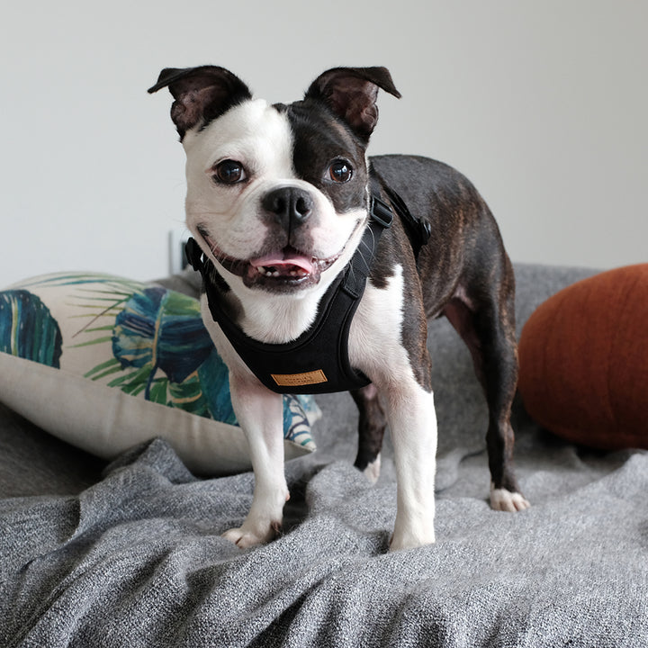 Comfort Harness