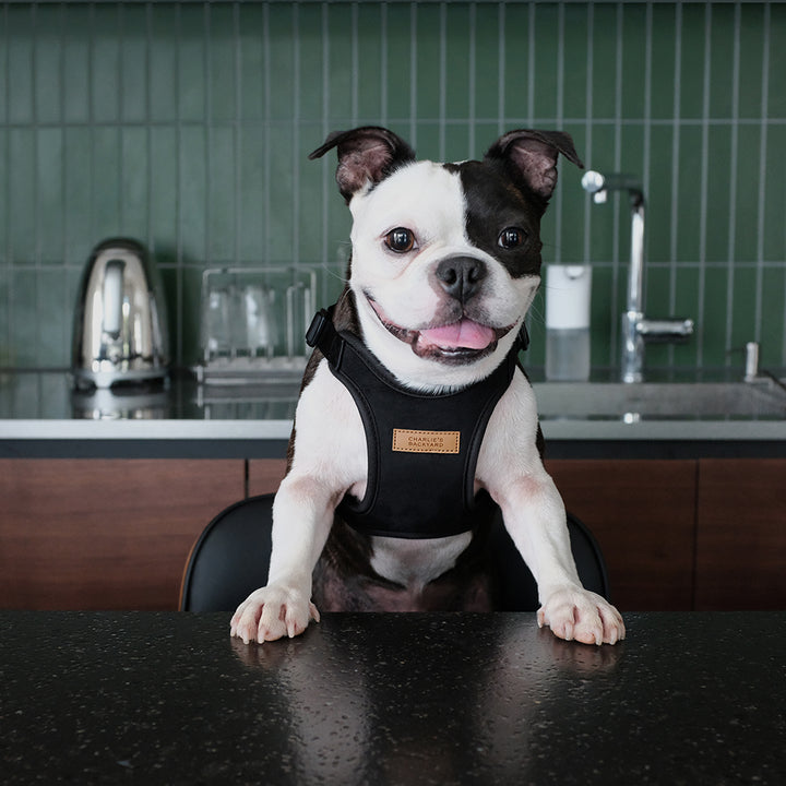 Comfort Harness