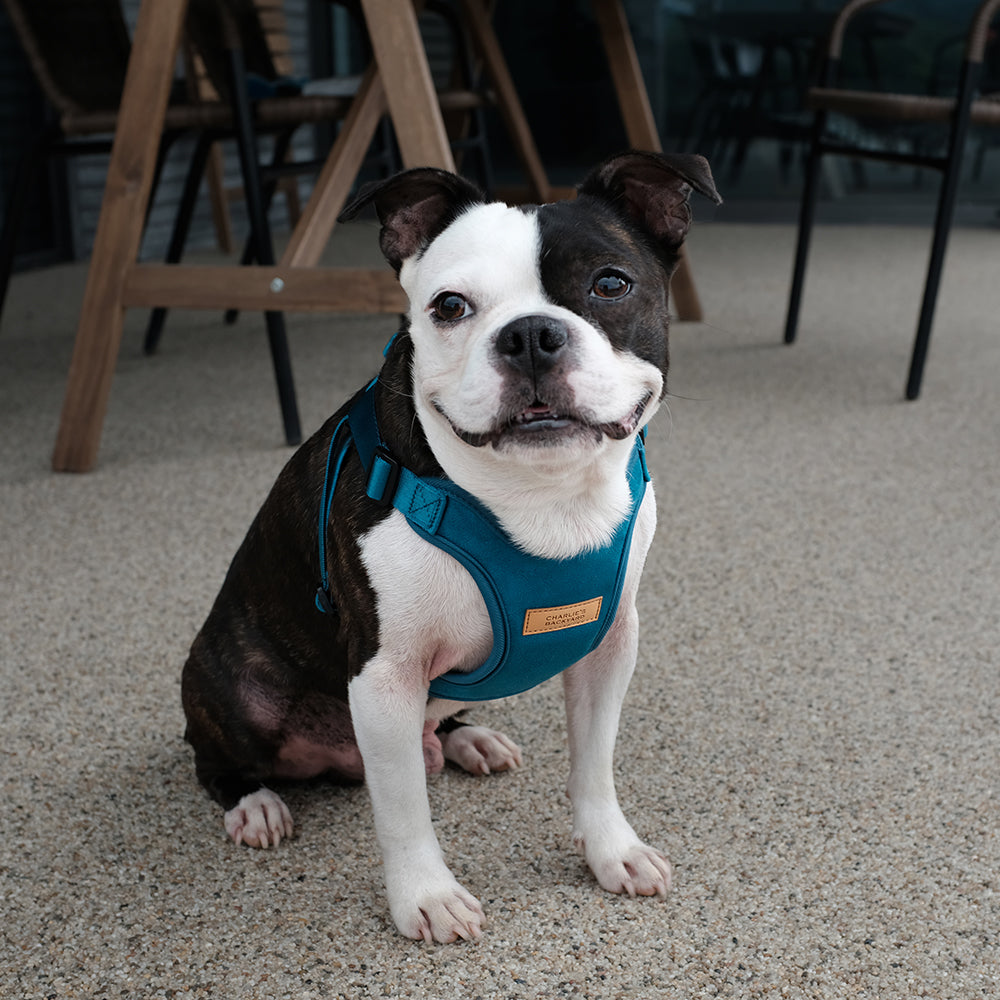 Comfort Harness