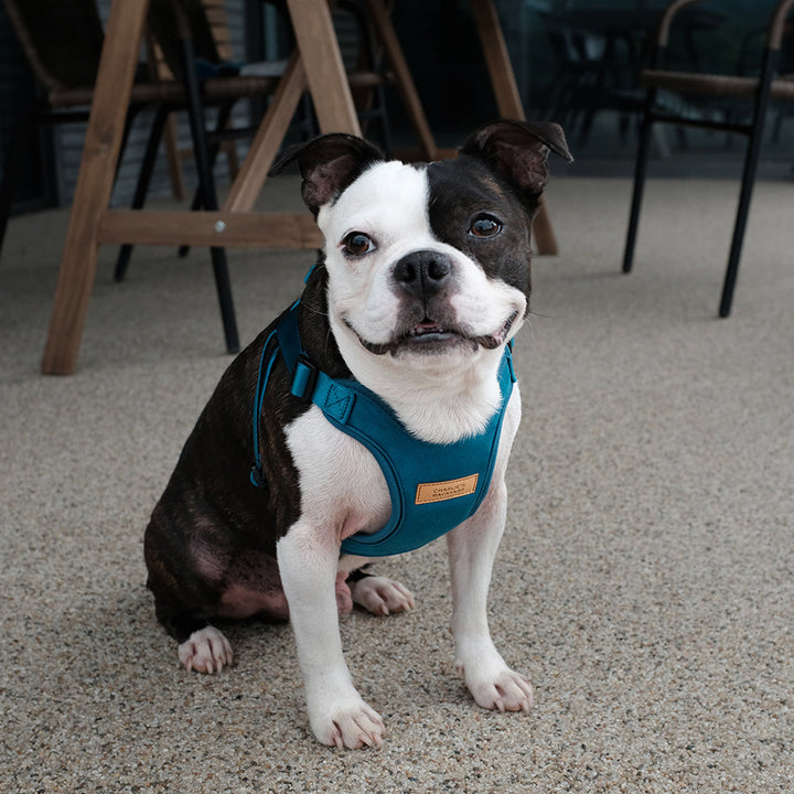 Comfort Harness