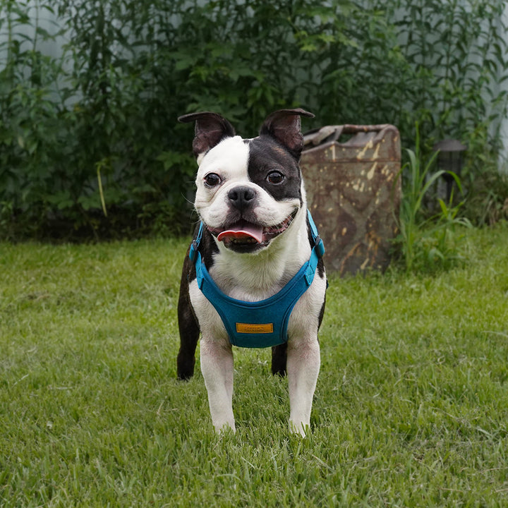 Comfort Harness