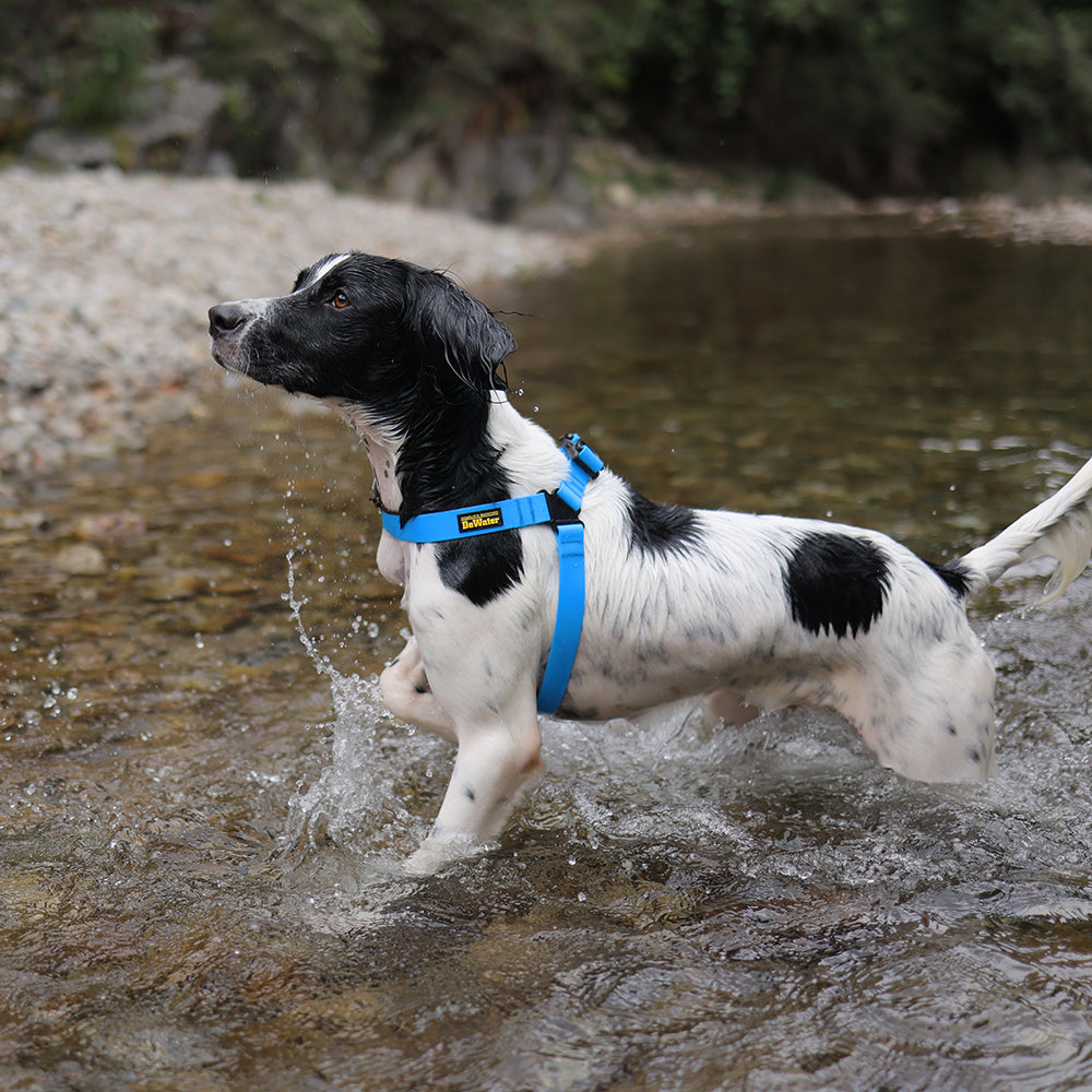 Dewater Harness