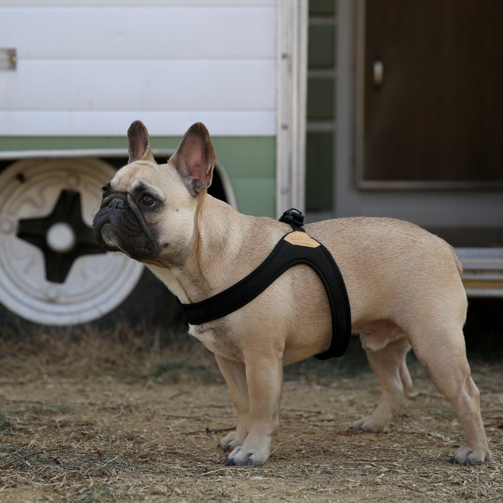 Buckle up Easy Harness