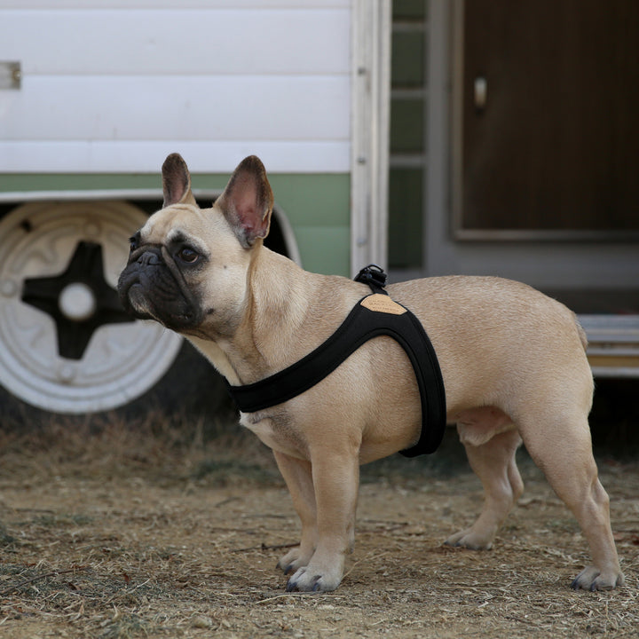 Buckle up Easy Harness