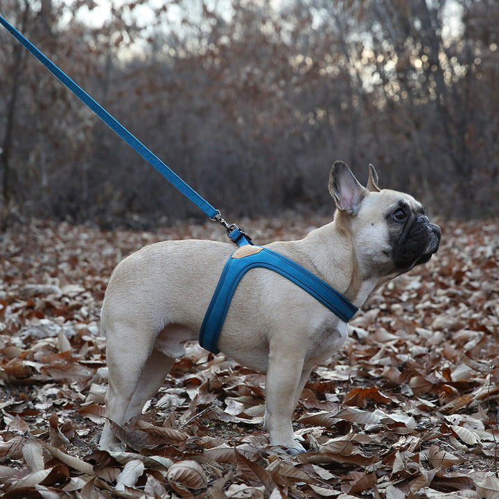 Buckle up Easy Harness