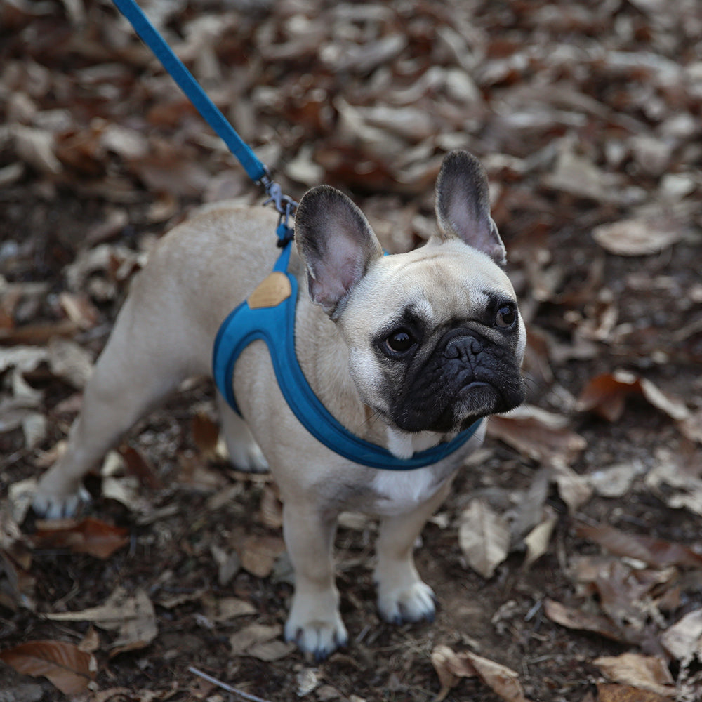 Buckle up Easy Harness