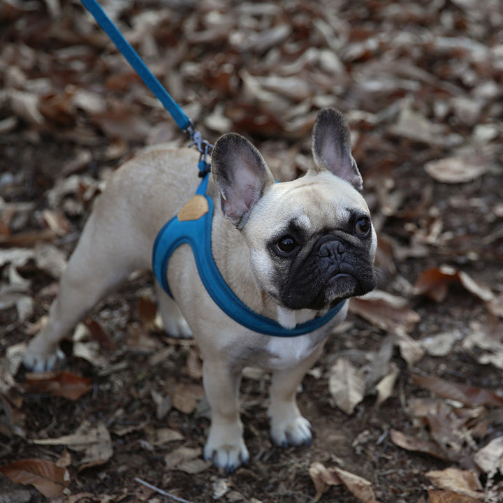 Buckle up Easy Harness