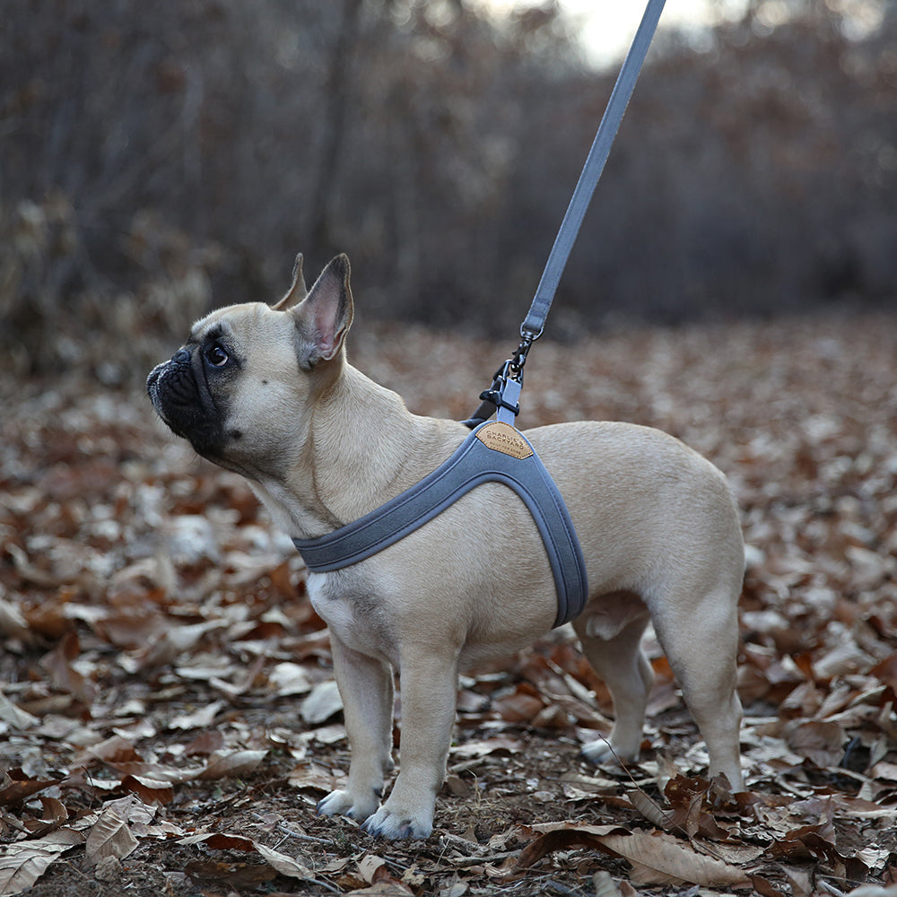 Buckle up Easy Harness
