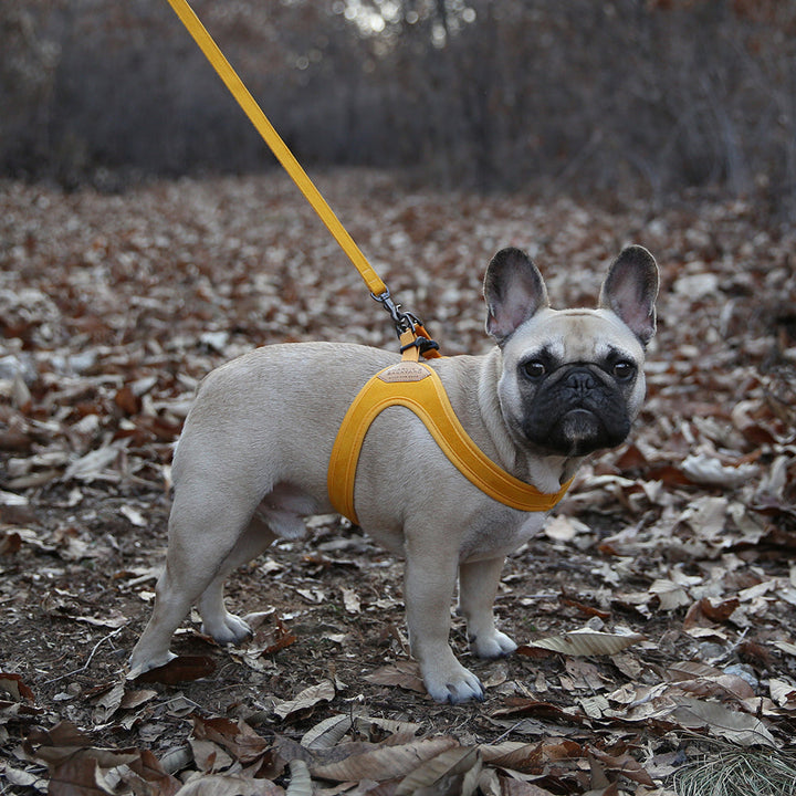 Buckle up Easy Harness
