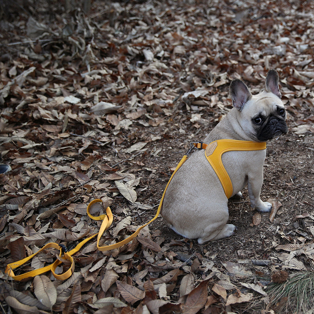 Buckle up Easy Harness