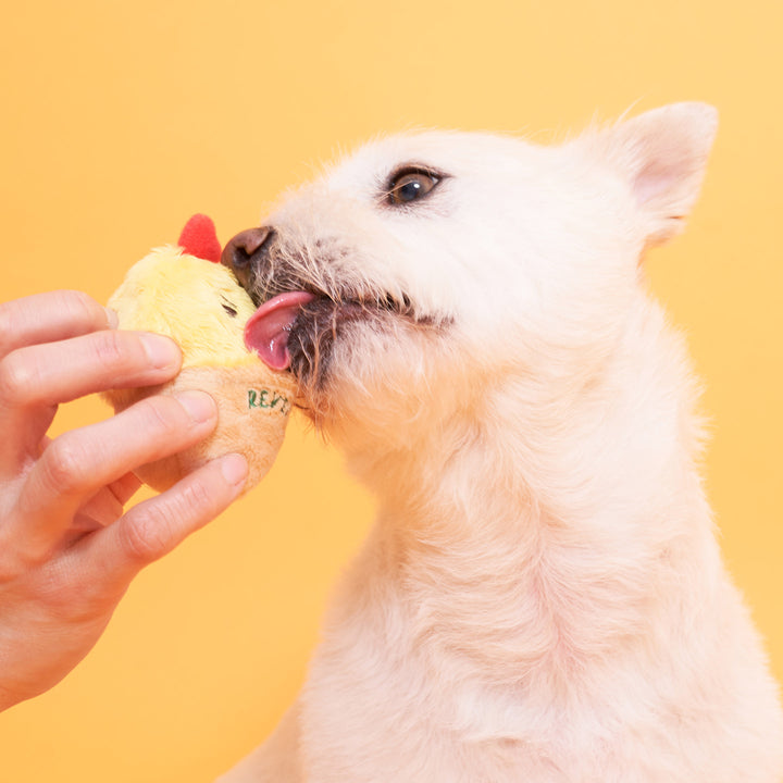 Egg Interactive Dog Toy