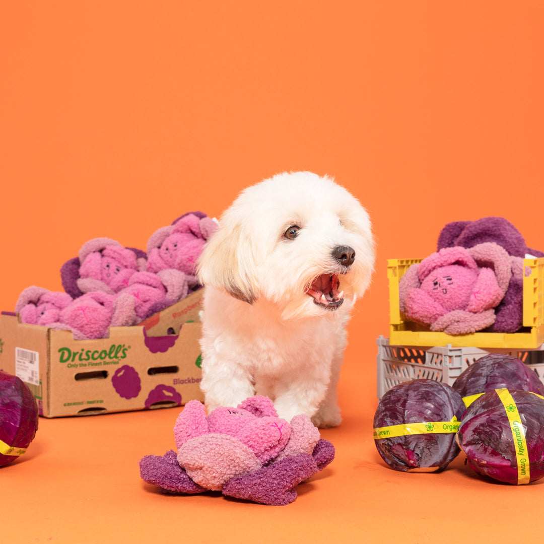 Red Cabbage Interactive Toy
