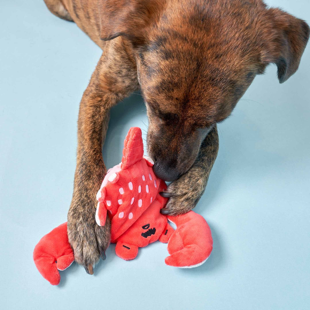 Uncle Crab Nosework Toy