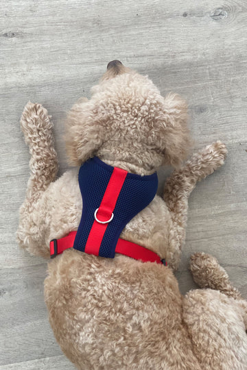 Colour-Block Padded Harness