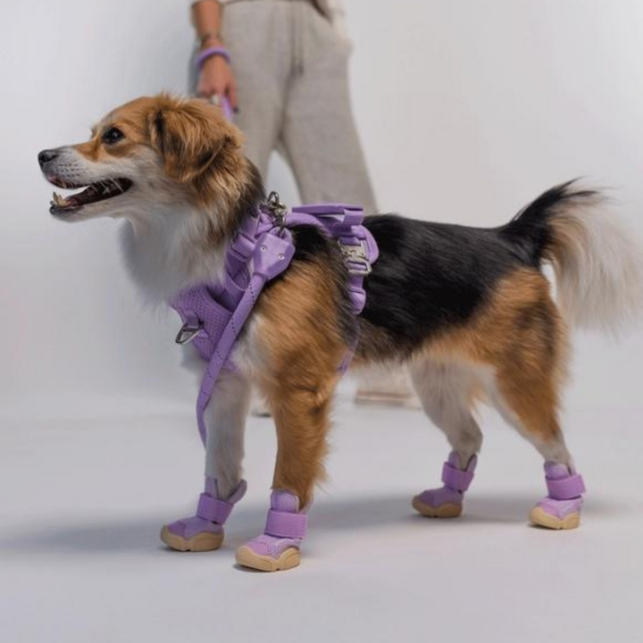 Dog Sneakers: Caesar 1