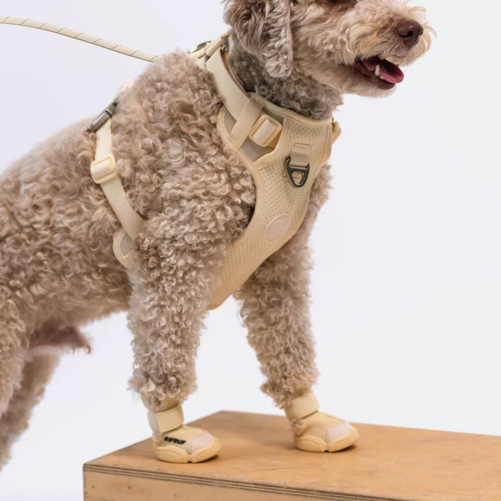 Dog Sneakers: Caesar 1
