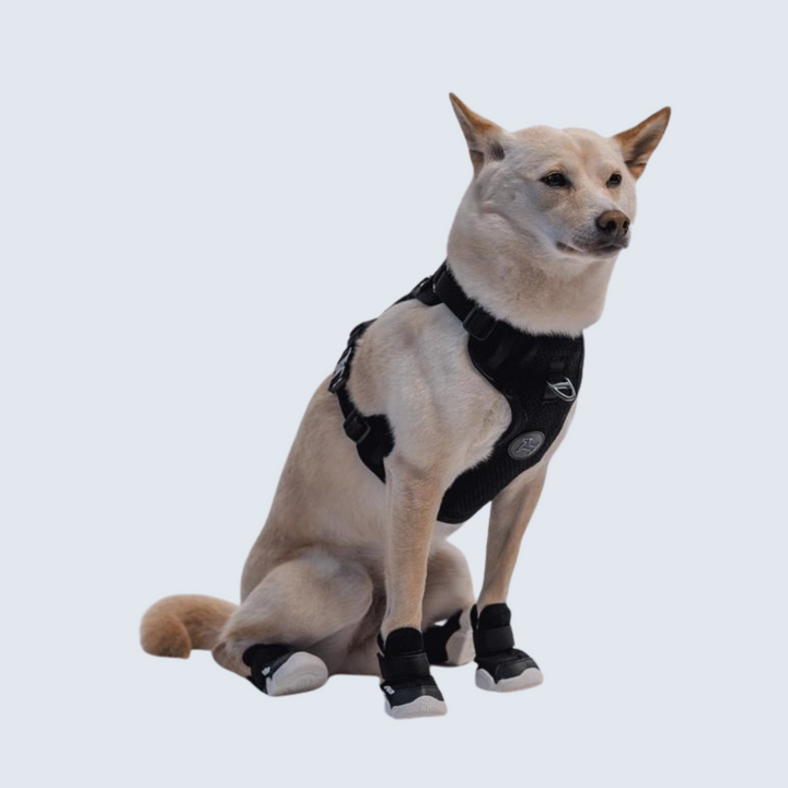 Dog Sneakers: Caesar 1