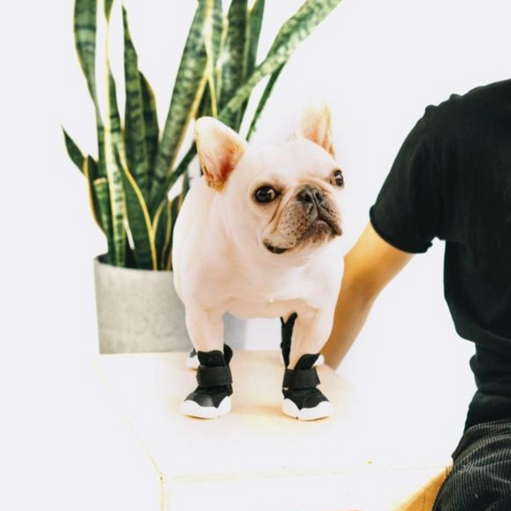 Dog Sneakers: Caesar 1