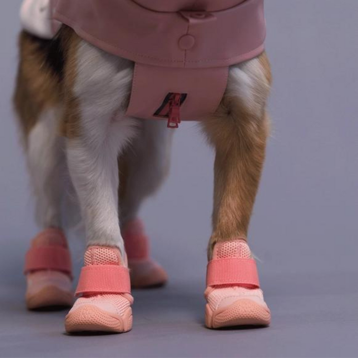 Dog Sneakers: Caesar 1