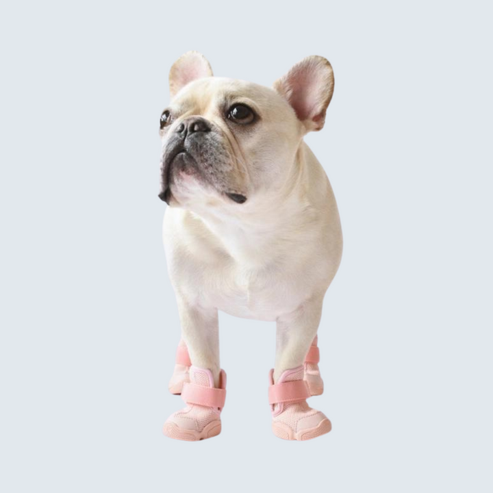 Dog Sneakers: Caesar 1
