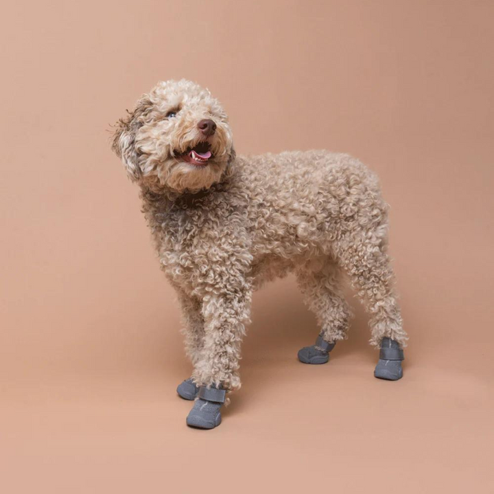 Dog Sneakers: Caesar 1